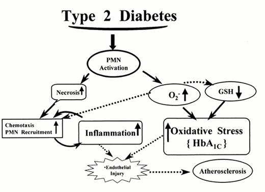 Figure 5. —Schematic diagram showing the concomitant contribution of PMNs to OS and inflammation in type 2 diabetes.