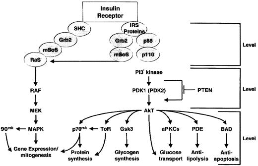 Figure 1 —. IR signaling pathways. The two major pathways are the Ras/Raf/MAP kinase and PI3-K pathways. Initially, the activated IR binds SHC and the IRS molecules, and these interact with downstream substrates. The PI3-K pathway leads to a large variety of biological actions after IR activation.
