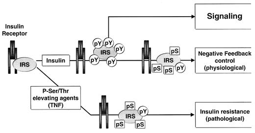Figure 3 —. Ser/Thr phosphorylation of the IRS molecules induces insulin resistance. Ser/Thr phosphorylation of the IRS proteins may serve as a physiological negative feedback control mechanism or may result in insulin resistance. Modified with permission (59).