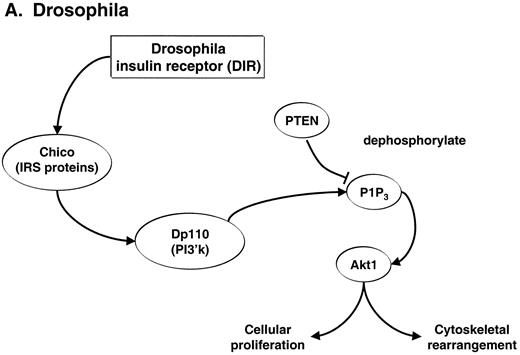 Figure 2 —. Drosophila and C. elegans. Insulin signaling pathways are evolutionarily conserved. A: Drosophila express an IR that activates a pathway that involves CHICO (a protein related to the mammalian IRS molecules), Dp110 (PI3-K homologue), Akt, and the phosphatase PTEN. B: Many of the molecules expressed by C. elegans include homologues to mammalian counterparts of the insulin signaling pathways. These include DAF-2, an IR-like molecule; AGE-1, a PI3-K–related molecule; DAF-18, a PTEN-related molecule; and DAF-16, which is related to the FKHR in mammalian systems.