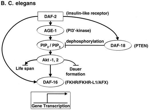 Figure 2 —. Drosophila and C. elegans. Insulin signaling pathways are evolutionarily conserved. A: Drosophila express an IR that activates a pathway that involves CHICO (a protein related to the mammalian IRS molecules), Dp110 (PI3-K homologue), Akt, and the phosphatase PTEN. B: Many of the molecules expressed by C. elegans include homologues to mammalian counterparts of the insulin signaling pathways. These include DAF-2, an IR-like molecule; AGE-1, a PI3-K–related molecule; DAF-18, a PTEN-related molecule; and DAF-16, which is related to the FKHR in mammalian systems.