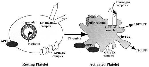 Figure 2—. Surface markers of platelet activation. Changes in the number of GP receptors on the platelet surface occur after activation. Expression on the external platelet surface of GPIIB-IIIa, GPIV, and GMP-140 (P-selectin) increases with activation, whereas that of GPIb-IX decreases. Adapted from Kestin et al. (17).