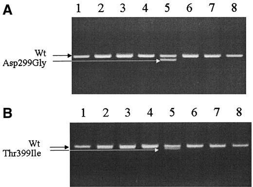 Figure 1—. Electrophoretic separation of PCR fragments containing Asp299Gly and Thr399Ile polymorphic sequences after restriction endonuclease cleavage (type 2 diabetic patients) on a 3% agarose gel. A: Alleles of the Asp299Gly polymorphism of TLR4 in eight type 2 diabetic patients. A heterozygous carrier is shown in lane 5. B: Alleles of the Thr399Ile polymorphism of TLR4 in eight type 2 diabetic patients. A heterozygous carrier is shown in lane 5.