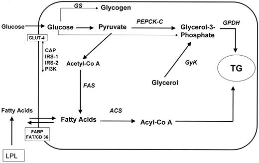 Figure 3—. Schematic representation of the main biochemical pathways of triglyceride synthesis/lipid storage in adipose tissue. Briefly, treatment with pioglitazone increased mRNA expression for PEPCK-C and GPDH from the glyceroneogenesis pathway and FAS from the lipid synthesis pathway. GS, glucogen synthase.