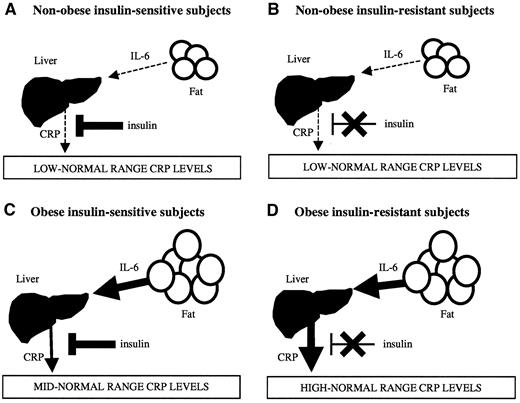 Figure 1—. Proposed interaction between primary upregulation of circulating CRP in proportion to body fatness and the inhibiting effect of insulin on IL-6–stimulated CRP secretion in nonobese insulin-sensitive subjects (A), nonobese early insulin-resistant subjects (e.g., young first-degree relatives of subjects with type 2 diabetes) (B), obese insulin-sensitive subjects (C), and obese insulin-resistant subjects (D). The thickness of the arrows relates to the amount of IL-6 or CRP secreted from fat and liver respectively. The thickness of the T-bar indicates the effectiveness of insulin in suppressing hepatic CRP production. In A, which applies to CON subjects, there is a relatively low-level stimulation of hepatic CRP production by IL-6, as the subjects are nonobese; hence, circulating levels of CRP are in the low-normal range. In B, which applies to REL subjects, although insulin inhibition of IL-6–mediated hepatic CRP production is impaired, there is only low-level stimulation from body fat; therefore, CRP levels are also in the low-normal range. In C, the tendency for CRP levels to be upregulated in proportion to body fatness is partially attenuated by insulin. In D, inhibition of CRP production by insulin is impaired, resulting in high-normal range CRP levels, in proportion to body fatness.