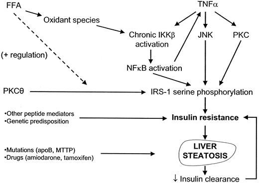 Figure 1—. Mechanisms leading to liver steatosis. Insulin resistance, occurring in response to a variety of genetic and acquired factors, is intimately associated with the development of a steatotic liver. At least two mechanisms contribute to exacerbation of insulin resistance by cyclic self-perpetuation: 1) chronic activation of IKKβ, which plays a key role not only in the production of and response to proinflammatory cytokines, such as TNF-α, but also in the development of insulin resistance; and 2) the decreased clearance of insulin that occurs in the presence of a steatotic liver, thus creating a hyperinsulinemic medium that in turn enhances insulin resistance. Serine phosphorylation (rather than tyrosine phosphorylation) of IRS-1 (which leads to disruption of insulin signaling) represents a central step in the stimulation of insulin resistance by a variety of factors. apoB, apolipoprotein B; JNK, c-Jun NH2-terminal kinase; MTTP, microsomal triglyceride transfer protein.