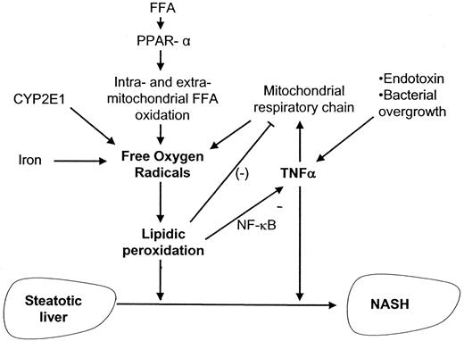 Figure 2—. Factors contributing to the development of NASH from a steatotic liver. Iron overload, activation of CYP2E1, and induction of enzymes involved in FFA oxidation result in an increase in free oxygen radical production, which in turn induce lipidic peroxidation, leading to inhibition of mitochondrial respiration and NF-κB–mediated TNF-α synthesis. Bacterial endotoxin-stimulated TNF-α synthesis also uncouples mitochondrial respiration. Both lipidic peroxidation and TNF-α are key triggering factors for NASH development.