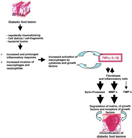 Figure 3—. Model of the molecular pathophysiology of chronic wounds.