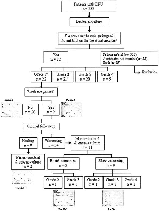 Figure 1—. Flow of patients through the study and examples of hybridization pictures of grade 1 ulcers during inclusion and follow-up. In grade 1 ulcers, two array profiles were obtained: profile 1, without virulence genes; profile 2, with some virulence genes. During follow-up, if the wound healed, array profiles (profile 3) are different from inclusion profiles (profile 1) without virulence genes. Also, if a wound presented a slow worsening evolution, array profiles (profile 4) are different from inclusion profiles (profile 1) with virulence genes in all of the follow-up cases. On the other hand, if the wound presented a rapid worsening evolution, array profiles (profile 2) are exactly the same in inclusion and follow-up with virulence genes. aGrades according to the International Working Group on the Diabetic Foot and IDSA classifications system (4,5). bIn grade 2, 20 S. aureus (95.2%) had virulence genes and 1 S. aureus (4.8%) had no virulence gene. *Profile identical at initial sample. DFU, diabetic foot ulceration.