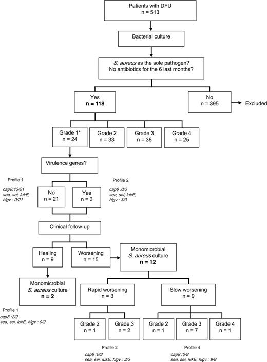 Figure 1—. Flow of patients with diabetic foot ulcers (DFU) through the study and the genotyping determination obtained during grade 1 inclusion and follow-up. In grade 1 ulcers, two genotyping profiles were obtained: profile 1, without the four infection markers and with the noninfected ulcer marker; and profile 2, with presence of infection markers. During the follow-up, if the wound healed, the genotyping profiles (profile 1) are the same as the inclusion profiles. Also if a wound presented a slowly worsening evolution, the genotyping profiles (profile 4) are different from the inclusion profile (profile 1), with the four infection markers in all of the follow-up cases. On the other hand, if the wound presented a rapidly worsening evolution, the genotyping profiles (profile 2) are exactly the same in inclusion and follow-up with the four infection markers. *Grades according to the IWGDF classification system (3,4). Number of monomicrobial cultures for S. aureus (132 = 118 + 12 + 2) is in bold type.