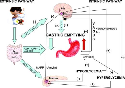 Figure 1—. Regulation of gastric emptying.