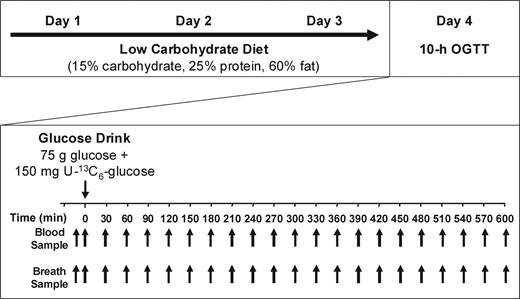 Figure 1—. Study time line. Subjects followed a 3-day standardized low-carbohydrate diet composed of 15% carbohydrate, 25% protein, and 60% fat. Individual dietary requirements were determined by a registered dietitian and calculated using the Harris Benedict equation. On the fourth day, after an overnight fast, a 10-h stable isotopically labeled OGTT was performed, and blood and breath samples were collected every 30 min.
