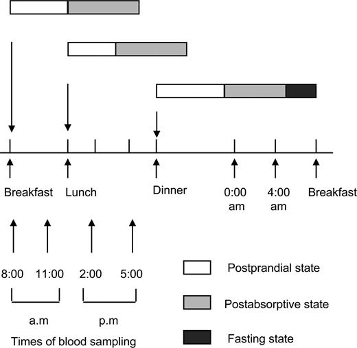 Figure 1. Duration of the postprandial, postabsorptive, and fasting states. The postprandial and the postabsorptive states last for 4 and 6 h, respectively. Therefore, the cumulative duration of postprandial state is ∼12 h, which is equivalent to a full half-day period of time, and the “real” fasting state is limited to a 3-h time interval at the end of the night.