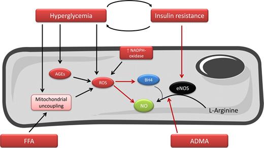Figure 1. Principal mechanisms responsible for endothelial dysfunction in diabetes. NO is the principal anti-atherosclerotic endothelium-derived mediator. It is formed from l-arginine by eNOS, being tetrahydrobiopterin (BH4), a crucial cofactor for the reaction. Endothelial dysfunction is defined by the presence of a reduced NO bioavailability. In the presence of diabetes, characterized by the existence of insulin resistance and hyperglycemia, endothelial dysfunction is due to both reduced production (increased circulating levels of the eNOS endogenous inhibitor asymmetric dimethylarginine [ADMA], decreased cellular levels of BH4 and decreased eNOS activation) and to an increased breakdown of NO by ROS. AGEs, advanced aging end products; FFA, free fatty acids.