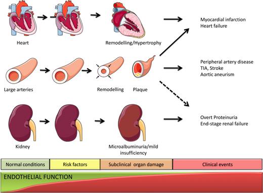 Figure 2. Schematic representation of the cardiovascular continuum from normal physiologic condition (left) to the presence of cardiovascular risk factors, subclinical organ damage, and eventually cardiovascular, cerebrovascular, and renal events (right). The earliest vascular abnormality is represented by endothelial dysfunction, which potentially precedes established cardiovascular risk factors, and tends to worsen in parallel with aggravation of organ damage. TIA, transient ischemic attack.