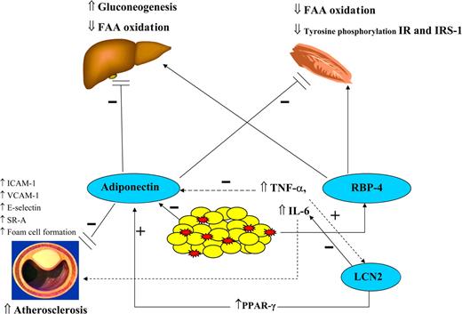 Figure 1. Brief summary of the adipocytokines discussed: increased adipose tissue mass is associated with decreased adiponectin levels and increased RBP4, IL-6, and TNF-α production, which in turn stimulates LCN2 synthesis. LCN2 upregulates adiponectin and downregulates TNF-α. Decreased adiponectin and increased RBP4 levels are associated with decreased fatty acid oxidation, increased gluconeogenesis in the liver, and insulin resistance. FFA, free fatty acid; ICAM-1, intercellular adhesion molecule-1; IR, insulin receptor; IRS, insulin receptor substrate; PPAR, peroxisome proliferator-activated receptor; SR-A, scavenger receptor-A; VCAM-1, vascular cell adhesion molecule-1.