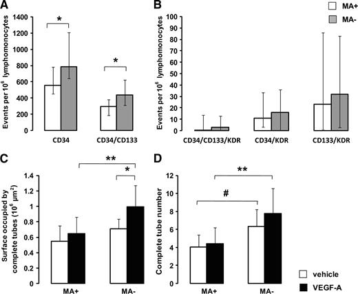 Figure 1. Circulating vascular progenitor cell (A and B) and tube formation (C and D) assay in type 1 diabetic patients with and without microalbuminuria. Circulating CD34+ and CD34+/CD133+ progenitor cell number was lower in MA+ (□) versus MA− (■) (*P < 0.006) (A) patients. No difference was seen in CD34+/CD133+/KDR+, CD34+/KDR+, and CD133+/KDR+ cells (B) (n = 22 for MA+; n = 22 for MA−, data are presented as median and interquartile range). In experiments conducted with late endothelial progenitor cultured cells (C and D), surface area occupied by complete tube per field was similar in MA+ and MA− in vehicle-treated cells (□). VEGF-A (■) increased tube surface formation only in MA− (C) patients (MA−/vehicle vs. MA−/VEGF-A, *P = 0.016; MA+/VEGF-A vs. MA−/VEGF-A, **P = 0.003).Tube number was similar between vehicle (□) and VEGF-A–treated (■) conditions within MA+ and MA− groups. MA+ patients had a significant lower tube number than MA− patients both in vehicle and VEGF-A–treated cells (MA+/vehicle vs. MA−/vehicle, #P = 0.02; MA+/VEGF-A vs. MA−/VEGF-A, **P = 0.01) (D). All experiments were conducted in triplicate, and the average obtained for each patient was used for statistical analysis (n = 9 for MA+; n = 7 for MA−, data are presented as mean ± SD).