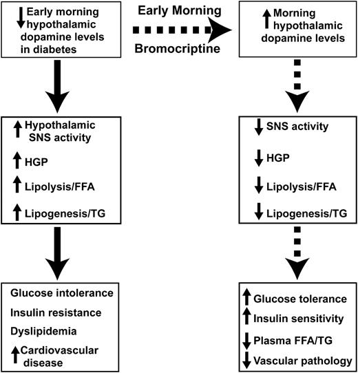 Figure 1. Proposed mechanism of action of bromocriptine to improve glucose homeostasis and insulin sensitivity. HGP, hepatic glucose production; TG, triglyceride.