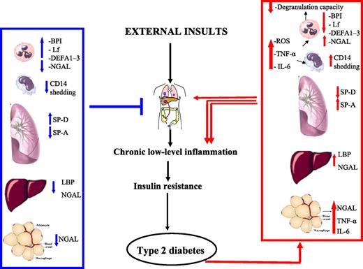 Figure 1. The effects of altered antimicrobial-sensing protein profile and neutrophil dysfunction in the relationship between chronic low-level inflammation and obesity-related metabolic disturbances. External insults are as follows: fatty acid–rich diets, pathogen-associated molecular patterns (endotoxin, LPS), AGEs, burden of infection, and ROS. Lf, Lactoferrin.