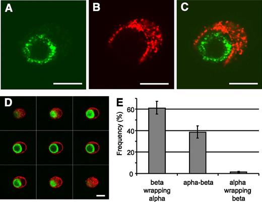 Figure 1. Human islet cells were isolated and cultured for 24 h. After a double immunofluorescence for insulin (red) and glucagon (green), islet cells were analyzed by confocal microscopy. A–C: Images showing a cell pair composed of one α-cell surrounded by one β-cell, the merged image is shown in panel C. The cell pair shown here is representative of cell pairs observed in different human cell preparations from at least 10 different pancreata. D: One series of consecutive merged images of a cell pair composed of one α-cell (green) surrounded by a β-cell (red). Scale bars, 10 μm. All heterologous contacts between α- and β-cells were coded according to their type of association: a β-cell wrapping an α-cell (β wrapping α), neutral apposition between α- and β- cells (α-β), and an α-cell wrapping a β-cell (α wrapping β). Results are shown as relative frequencies, and columns are means ± SEM of five islet cell preparations from five different pancreata. From all heterogenous contacts between α- and β-cells, the percentage of α-cells whose profile was round and the perimeter almost completely wrapped by a β-cell, as in panel D, was 38 ± 8 (means ± SEM of three experiments) (16). Reprinted with permission from the American Diabetes Association.