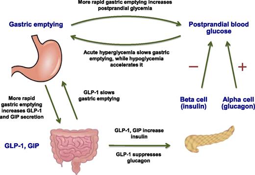 Figure 1. Summary of the interdependent relationships of gastric emptying, incretin hormones, and postprandial glycemia. (A high-quality color representation of this figure is available in the online issue.)