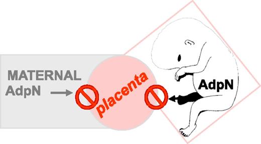 Figure 1. AdpN is an independent marker of maternal adipose homeostasis. The placenta does not express AdpN, nor does fetal AdpN contribute to maternal circulating AdpN.