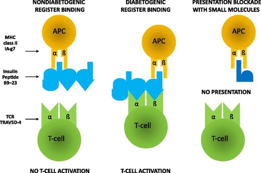 Figure 1. The trimolecular complex—a key target for prevention. The fundamental work of Dr. Eisenbarth is illustrated in this schematic representation of the MHC class II molecule expressed on the surface on antigen-presenting cells (APC), the insulin peptide he proved to be required for diabetes development in the NOD mouse, and a conserved TCR α chain that diabetogenic CD4 T cells use to recognize the MHC-insulin peptide complex. The figure illustrates the concept that the peptide can bind to the MHC in multiple registers. Out of at least four registers, one is considered diabetogenic (middle panel) because it results in recognition of the peptide by insulin-specific autoreactive T cells expressing a conserved TCR α chain, and this is followed by their activation. In this register, peptide binding to the MHC is actually weak, and this is believed to impair the thymic deletion of the autoreactive cells when they first encounter this peptide in the thymus. The left panel models nondiabetogenic binding registers, which fail to result in the presentation of the insulin peptide and T-cell activation. The right panel shows that the use of small molecules could block this interaction and abolish the autoimmune response, with therapeutic benefit in the NOD mouse.