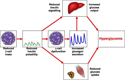 Figure 1. Working model for the impact of reduced β-cell mass on the pathogenesis of type 2 diabetes. In patients with type 2 diabetes, β-cell mass is reduced by ∼20–65%, leading to impaired and delayed insulin secretion and a specific reduction in the amplitude of pulsatile insulin secretion. The reduction of insulin secretion and insulin pulsatility leads to disruption of the intraislet insulin-glucagon cross-talk, causing insufficient suppression of glucagon release. Reduced pulsatile insulin secretion impairs hepatic insulin signaling and perturbs peripheral insulin action. Increased hepatic glucose release is further augmented by the exaggerated glucagon concentrations. Together, these defects cause hyperglycemia in patients with type 2 diabetes.