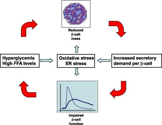 Figure 4. Consensus model for the relationship between impaired β-cell function and mass in type 2 diabetes. A reduction in β-cell mass increases the secretory demand to the remaining β-cells, thereby disturbing β-cell function. This may lead to hyperglycemia and hyperlipidemia, which may again induce β-cell apoptosis, thereby aggravating the β-cell deficit. Along the same lines, the vicious circle may be initiated by a primary defect in β-cell function. The detrimental effects of hyperglycemia and β-cell exhaustion on β-cell mass and function may involve both oxidative stress and ER stress. FFA, free fatty acid.
