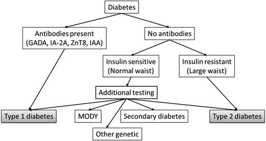 Figure 3. Proposed algorithm for classification of pediatric diabetes. Presence of any antibodies indicates type 1 diabetes. Absence of antibodies and a large waist [or insulin sensitivity score <8.15 units (47)] indicates type 2 diabetes. Individuals with no antibodies and a normal waist (or insulin sensitivity score ≥8.15 units) require additional testing for potential monogenic forms of diabetes or other defects. GADA, GAD antibody; IAA, insulin autoantibody; MODY, maturity-onset diabetes of the young.