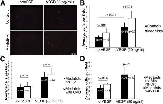 Figure 3. Medalists’ PBMCs migrate more than age-matched controls regardless of VEGF stimulus. A: Representative pictures of PBMC migration through a Matrigel-coated invasion chamber. The number of PBMCs without VEGF (left panels) or with VEGF (right panels) was analyzed after 16 h, when membranes were counterstained with PI (red), and nuclei were counted at 20×. B: Migration is higher in Medalists than controls, regardless of VEGF. Migration in Medalists does not differ according to (C) CVD status or (D) PDR status. Mean and SD are shown. Student t test was used to generate P values. NPDR, nonproliferative diabetic retinopathy.