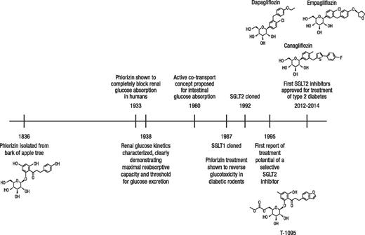 Figure 1. Time line of some key developments in the understanding of SGLT-mediated glucose uptake and the development of SGLT inhibitors.