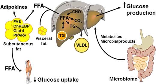 Figure 2. Putative factors involved in the pathogenesis and pathophysiology of metabolic dysfunction associated with obesity. CHO, carbohydrate; ChREBP, carbohydrate response element–binding protein; FAS, fatty acid synthase; FFA, free fatty acid; Glut 4, glucose transporter 4; PPARγ, peroxisome proliferator–activated receptor γ; TG, triglyceride.
