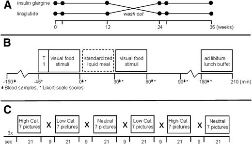 Figure 1. Study protocol. A: Study design. Obese patients with type 2 diabetes (n = 20) were studied in a randomized crossover intervention study comparing treatment with liraglutide to insulin glargine. Test visits (black dots) were performed at baseline, after 10 days, and after 12 weeks of each treatment, resulting in six test visits per patient. There was a 12-week washout period between treatments. B: Test visit: during each visit, two fMRI scans were performed, one while fasted and one 30 min after the intake a standardized meal. During the fMRI scans, visual food cues were presented. During the visits, blood samples were drawn, and feelings of hunger, fullness, and appetite were scored on a 10-point Likert scale at fixed time points. At the end of the visit, patients were presented an ad libitum choice lunch buffet, and energy intake was monitored. T1, structural MRI, T1-weighted sequence. C: fMRI paradigm. One run comprised six blocks of 21 s each (seven pictures). Within one run, two blocks of each category were presented. The blocks were separated with a 9-s black screen with a fixation cross. Each MRI session included three runs, resulting in the presentation of six blocks per category. The order of the categories was randomized per run and per session.