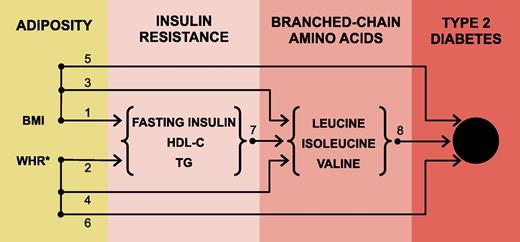 Figure 4. Strands of evidence from multiple genetic studies supporting a causal pathway from adiposity, through IR and BCAAs, to diabetes. Sources of evidence: 1, Holmes et al. (3) and Dale et al. (4); 2, Dale et al. (4) and Emdin et al. (6); 3, Würtz et al. (23) and current study (Supplementary Fig. 3); 4, current study (Supplementary Fig. 4); 5, Holmes et al. (3), Dale et al. (4), and Lyall et al. (5); 6, Emdin et al. (6) and Dale et al. (4); 7, current study (Fig. 2) and Mahendran et al. (15); and 8, Lotta et al. (11). For details of these studies and the MR estimates provided, see Supplementary Table 10. *Refers to adjustment with BMI.