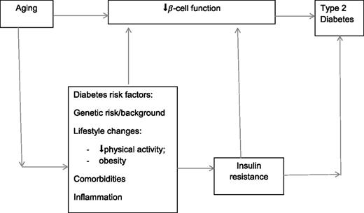 Figure 1. Model for age-related hyperglycemia (12). Aging has direct effects on β-cell proliferation and function and contributes indirectly to impaired insulin sensitivity through lifestyle-related and comorbidity-related risk factors. The insulin resistance in turn may contribute to further impairment of β-cell function.