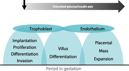 Figure 1. Diabetes effects on placenta depend on timing of metabolic derangements in pregnancy. Adapted from Freinkel (1), Metzger (2), and Desoye and Haugel-de Mouzon (3). Original artwork by biolution GmbH reproduced with permission.