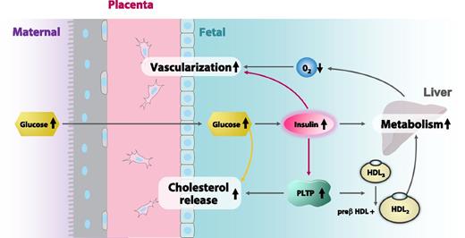 Figure 3. Placental adaptation for fetal protection. Fetal signals induce placental structural and functional adaptation as protective measures. Insulin is one of the drivers of the proangiogenic response to low oxygen levels, to which in turn fetal insulin contributes by stimulating metabolism. Insulin also upregulates PLTP, which facilitates removal of excessive cholesterol released from the placental endothelium. Glucose, through reactive oxygen species, leads to formation of oxysterols, which induce cholesterol efflux transporters. Cooperation of these mechanisms ensures that cholesterol content in the endothelium is unaltered in GDM despite enhanced cholesterol synthesis and that the cholesterol released into the fetal circulation is removed by the fetal liver. Original artwork by biolution GmbH reproduced with permission.