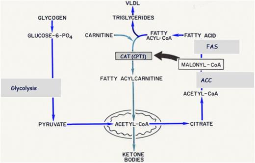 Connecting glucose metabolism to control of fatty acid oxidation via malonyl CoA (adapted from Fig. 3 of Dr. McGarry’s Lilly Lecture article, published in Diabetes in May 1979 [12]).