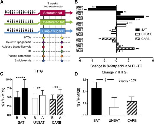 Figure 1. Design of the study (A), overfeeding-induced changes in FA composition of VLDL-TG in the groups (B), IHTG before (B) and after (A) overfeeding (C), and changes in IHTG between the groups (D). The subjects were randomized into overfeeding saturated fat (SAT), unsaturated fat (UNSAT), or simple sugars (CARB) groups. All subjects underwent metabolic studies at baseline and after 3 weeks of overfeeding. At these visits, IHTG content was determined by 1H-MRS, hepatic DNL from 2H2O enrichment in VLDL-TG palmitate, adipose tissue lipolysis by [2H5]glycerol in the basal state and during euglycemic hyperinsulinemia, plasma ceramides by ultra high-performance liquid chromatography–mass spectrometry, and endotoxemia by fecal 16S rRNA and serum LBP-to-sCD14 ratio. In addition, adipose tissue transcriptome was determined by microarray. B: The x-axis shows the change in percentage FA in VLDL-TG after vs. before overfeeding, and the y-axis shows the specific FAs in VLDL-TG. Data are shown as mean ± SEM. *P < 0.05,**P < 0.01, and ***P < 0.001 within groups; †P < 0.05 between groups.