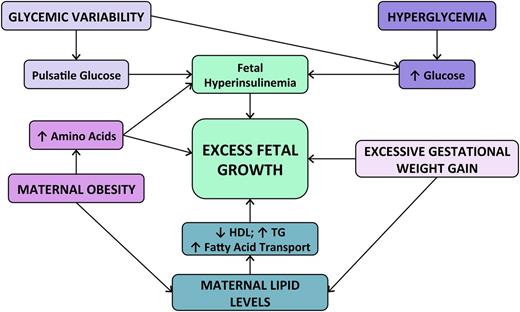 Figure 1. Contribution of maternal factors to fetal overgrowth in type 1 diabetes in pregnancy and possible mechanisms of action. Additional cross talk between pathways may occur through as-yet unidentified mechanisms. TG, triglyceride.