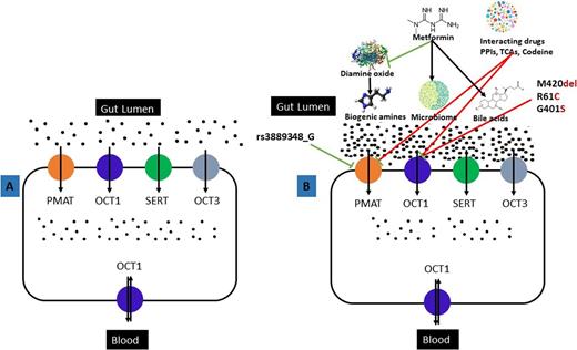 Figure 3. Possible mechanisms for metformin intolerance. A: Metformin is absorbed from the gut lumen via cation transporters such as PMAT, OCT1, SERT, and OCT3. B: Increased level of metformin in the gut lumen is observed when metformin is taken with cation transporter-inhibiting drugs such as PPIs, TCAs, and codeine. These drugs competitively inhibit metformin uptake by the cation transporters. Metformin is also shown to inhibit diamine oxide, an enzyme that metabolizes biogenic amines. In addition, transport capacity of the cation transporters could be reduced in carriers of reduced function (420del, 61C, 401S in SLC22A1) or low-expressing alleles (rs3889348_G in SLC29A4) and hence increase luminal metformin level. The increased level of metformin increases the level of biogenic amines, affects the gut microbiota, and elevates bile acid levels. These may cause symptoms of GI adverse effects.