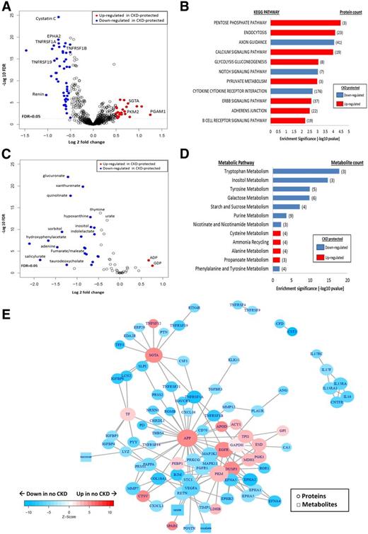 Figure 2. Plasma proteomics and metabolomics among CKD-protected Medalists vs. those with CKD. A: Plasma proteomics (volcano plot): fold differences between the protected (n = 96) and nonprotected (n = 84) groups (x-axis) are plotted against −log10 FDRs. Proteins of interest (glucose metabolism, glycolysis, pathways, and renal markers) are presented as blue (downregulated) and red (upregulated) circles. All other proteins are presented as white circles. Proteomic profiling of plasma samples from 180 Medalists evaluated a total of 1,129 proteins. B: Proteomic pathway analysis: most significant pathways shown (FDR <0.05). Red bars indicate upregulated pathways in CKD-protected Medalists, and blue bars represent downregulated pathways. C: Plasma metabolomics (volcano plot): fold differences between the protected (n = 157) and nonprotected (n = 57) groups (x-axis) are plotted against −log10 FDRs. Metabolites of interest (glucose metabolism, glycolysis, TCA, and purine pathways) are presented as blue (downregulated) and red (upregulated) circles. All other metabolites are presented as white circles. Metabolomic profiling of plasma samples from 214 Medalists evaluated a total of 59 metabolites. D: Metabolomic pathway analysis: most significant pathways shown (FDR <0.05). Red bars indicate upregulated pathways in CKD-protected Medalists, and blue bars represent downregulated pathways. E: Network analysis: subnetworks connecting proteins and metabolites significantly up- and downregulated in CKD-protected Medalists. Network shows proteins (circles) and metabolites (squares) presented as blue (downregulated) and red (upregulated). Nodes with FDR ≤5 × 10−5 in no CKD vs. CKD and hexoses are included in the subnetworks. Isolated nodes were removed. KEGG, Kyoto Encyclopedia of Genes and Genomes. CKD is stage 3b, as defined by CKD-EPI eGFR <45 mL/min/1.73 m2.