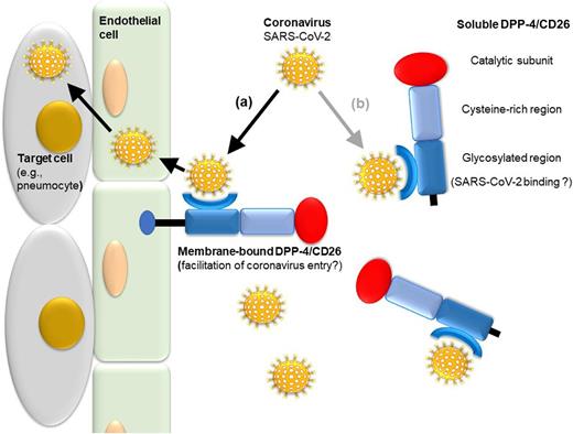 Figure 1. Illustration of a hypothetical mechanism for how DPP-4 inhibition by sitagliptin may influence COVID-19. DPP-4/CD26 exists as a membrane-bound form (e.g., attached to endothelial cells) and as a soluble form circulating in plasma. DPP-4 inhibition has been shown to increase soluble DPP-4/CD26 (13). While membrane-anchored DPP-4/CD26 may facilitate virus entry into tissues and cells relevant to SARS-CoV-2 infection (11) (a), increased amounts of soluble DPP-4/CD26 after DPP-4 inhibitor treatment might offer binding sites that keep coronavirus away from target cells and tissues involved in the disease process (b).