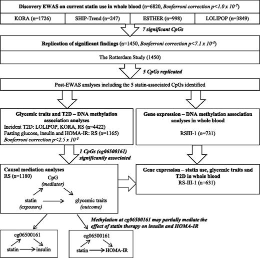 Figure 1. Study design. An EWAS was conducted to identify DNAm changes at CpG sites related to current statin use compared with noncurrent statin use. Four cohorts were used as a discovery panel, and findings were replicated in an independent cohort. Association analyses of the identified statin-related CpGs with glycemic traits, incident type 2 diabetes (T2D), and gene expression were performed. The large white arrows show the proceeding steps in the study design. The dotted black arrows represent a potential indirect effect of statins through changes in cg06500161 methylation. The black thin arrows indicate the direct effect of statins on glycemic traits (insulin and HOMA-IR).