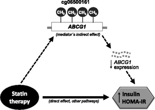 Figure 2. Scheme of the hypothesized mechanism linking statin therapy and risk of type 2 diabetes. The solid black arrow represents the effect of statins on plasmatic insulin and HOMA-IR levels that operates directly or through a pathway different from the mediator analyzed in the current study (methylation at cg06500161). The dotted black arrows represent the suggested alternative pathway, where an indirect effect of statins on insulin and HOMA-IR is mediated by cg06500161 methylation. The black thin arrows indicate decreased or increased level of the parameter; in this figure they are representing decrease in gene expression of ABCG1 and increase in serum levels of fasting insulin and HOMA-IR.