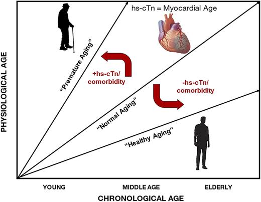 Figure 1. Relationship between physiological and chronological age and trajectory shifts by elevated hs-cTns and medical comorbidities in older adults with diabetes. The relationship between chronological and physiological age may be modified by considering high hs-cTn (representing pathological myocardial aging) and high medical comorbidity burden. The presence of one or both entities can shift the trajectory of “normal” chronological age toward “premature aging” such that adverse outcomes are more likely to occur at a lower chronological age. Conversely, individuals with low hs-cTn and/or no significant medical comorbidity can be downgraded in mortality risk consistent with a more “healthy aging” trajectory.