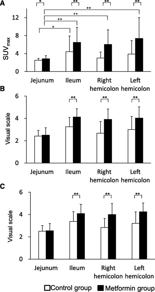 Figure 2. SUVmax (A) and visual scale scoring by two different observers (B and C) for each region of the intestinal tract in the metformin and control groups. Data are means ± SD (n = 24). *P < 0.05, **P < 0.01 (Student t test); +P < 0.05, ++P < 0.01 (Tukey-Kramer test).