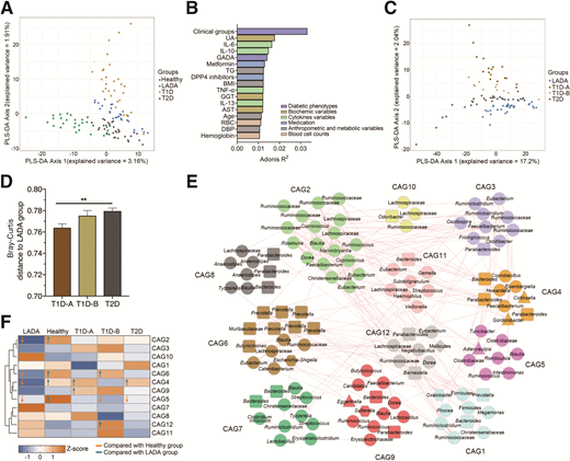 Identification of the major ASV modules in the context of LADA. A: PLS-DA of the gut microbiota composition of healthy subjects and patients with LADA, T1D, and T2D. B: Bar plot revealing the top physiological factors that were significantly associated with variations in the gut microbiota based on Bray-Curtis distances. The colors of the bars represent their clinical categories. Size effects and statistical significance were calculated by adonis/permutational MANOVA. The association was considered significant when P < 0.1. C: PLS-DA of the gut microbiota composition of the patients with LADA, T1D-A, T1D-B, and T2D. D: Between-sample Bray-Curtis distances of the gut microbiota of the T1D-A, T1D-B, and T2D groups compared with those of the LADA group. **P < 0.01. E: Network diagrams of the 12 CAGs. The taxonomy of bacteria phyla identified using the QIIME2 q2-feature-classifier is denoted on the nodes. The rectangular nodes represent Bacteroidetes, the triangular nodes represent Actinobacteria, the round nodes represent Firmicutes, the hexagonal nodes represent Proteobacteria, and the diamond-shaped nodes represent Tenericutes. Lines between nodes represent correlations; only correlations with magnitudes >0.3 are drawn. Red lines mean positive correlations, and blue lines mean negative correlations. F: Z-scores of the abundance of the 12 CAGs across the different groups. Z-scores were transformed by subtracting the average abundance and dividing by the SD of all samples. Blue represents negative Z-scores, and orange represents positive Z-scores. Comparison of the relative abundance of each CAG in the five groups was performed using the Kruskal-Wallis test followed by Dunn post hoc analysis. Significant differences (P < 0.05) are marked with arrows; arrows pointing up represent a significantly higher abundance, and arrows pointing down represent a significantly lower abundance. DBP, diastolic blood pressure; DPP4, dipeptidyl peptidase 4; GGT, glutamyl transpeptidase; RBC, red blood cell; TG, triglyceride; UA, uric acid.