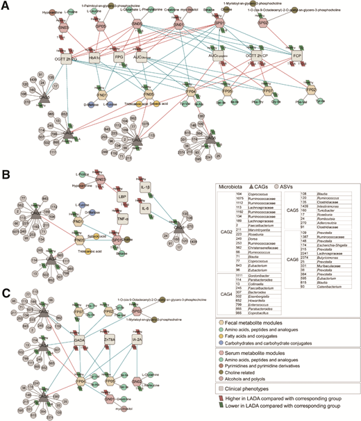 Correlations among gut microbiota, host fecal or serum metabolites, and host clinical phenotypes in the context of LADA. A: The Spearman correlation network of the gut microbiota, fecal metabolites, serum metabolites, and clinical phenotypes related to blood glucose. B: The Spearman correlation network of the gut microbiota, fecal metabolites, serum metabolites, and clinical phenotypes related to inflammation. C: The Spearman correlation network of the gut microbiota, fecal metabolites, serum metabolites, and autoimmunity antibodies. Red lines indicate positive correlations (FDR <0.05), and blue lines indicate negative correlations (FDR <0.05). 2h CP, 2-h postprandial C-peptide; 2h PG, 2-h postprandial glucose; FCP, fasting C-peptide.
